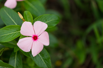 ピンクの日々草