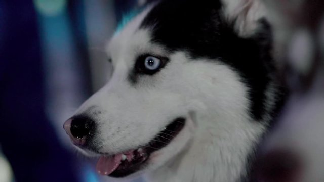 Husky dog close up face in slow motion.