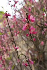 blossoming peach branch