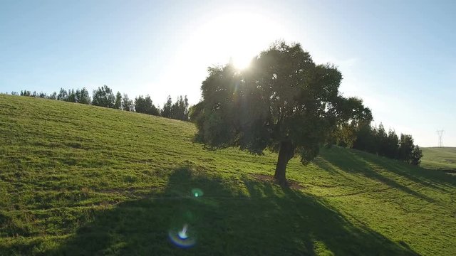 Aerial. Video shooting drone sky, lawns and pastures for agriculture in Alentejo, Portugal.