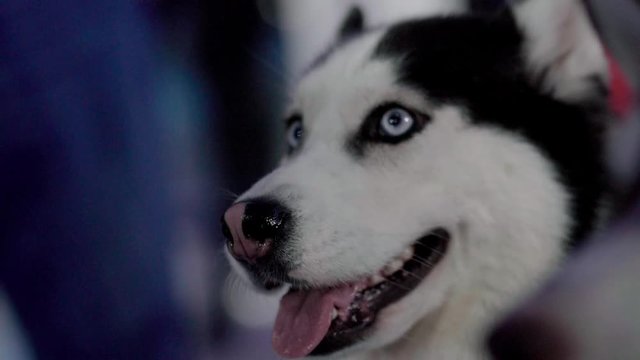 Husky dog close up face in slow motion.