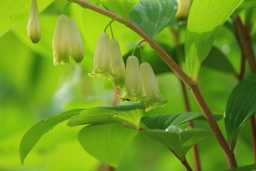 アマドコロ　Solomon's Seal