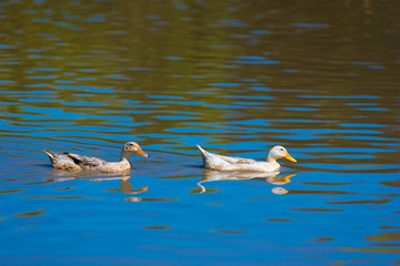 two ducks on water