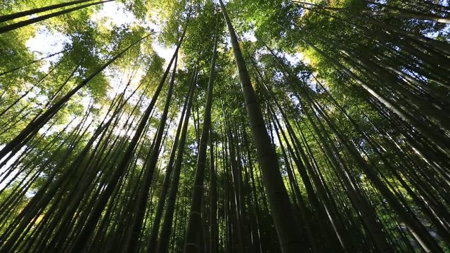 Circular panorama of the green bamboo forest. Bottom view of grove of bamboo garden in surreal sunlit. Take-dera Temple in Kamakura, Japan. Meditative concept.