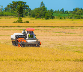 harvesting of rice in the field