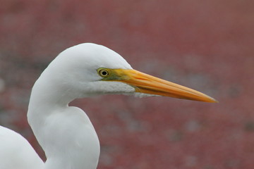 Garza real