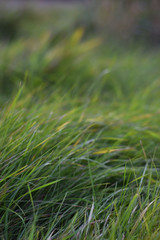 Obraz premium grass