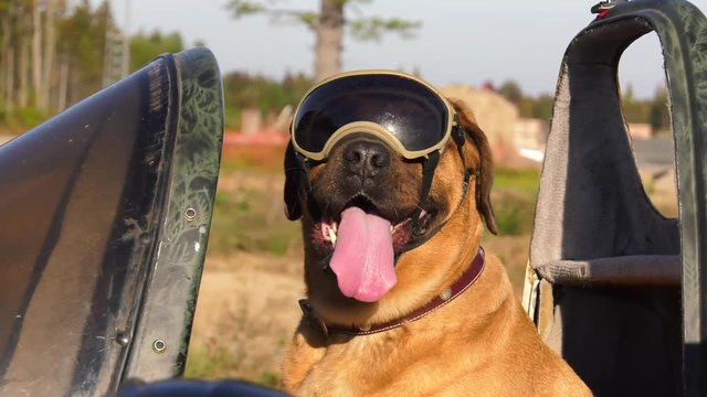mastiff dog wearing goggles in motorcycle sidecar 4k