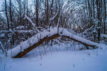Snowy frozen trees after winter storm