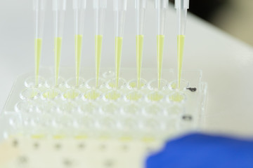 Scientist Using Multichannel pipette and multiwell eppendorf plate