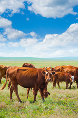 Fototapeta na wymiar cows graze at summer meadow