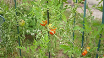 Tomates Cerises culuture biologique France