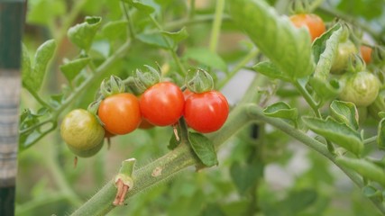 Tomates Cerises culuture biologique France