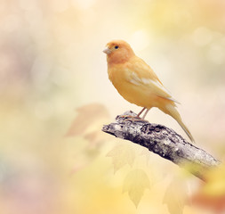 Wild Canary on a branch