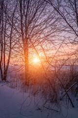 Trees alley at winter sunset