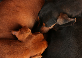 Two dachshund dogs sleeping together