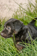 Cute black puppy running in the garden