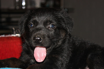 Cute black puppy looking at the camera