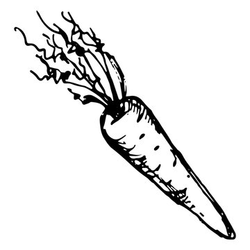 Monochrome black and white carrot vegetable sketched line art vector