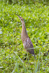 American bittern at Brazos Bend State Park