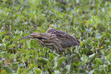  American bittern eating some worm