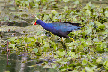 Purple Gallinule at Brazos Band State Park