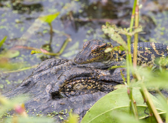 Baby alligater nesting on its mother back
