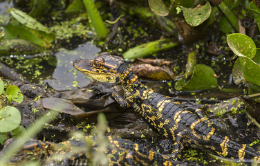 Baby alligater on its mother back