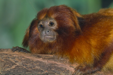 Obraz premium Portrait Of Golden Lion Tamarin