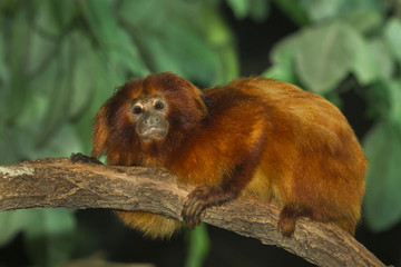  Golden Lion Tamarin