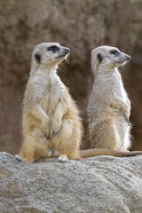 Two Standing Alerted Meerkats