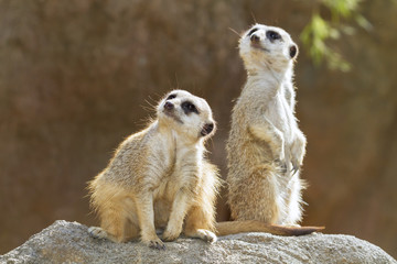 Alerted Meerkats