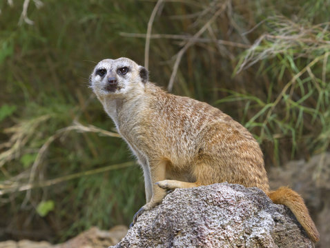 Meerkat Sittring On Stone
