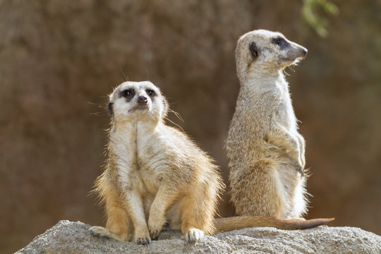 Two Meerkats