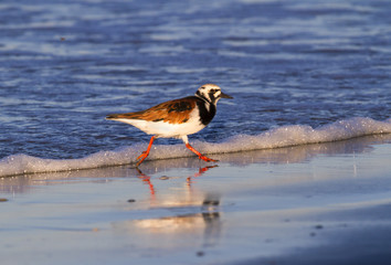 The ruddy turnstone  running on the beach