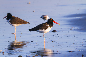 american oystercatcher staing in ocean