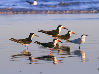 Black skimmer on the ochean shore during sunset