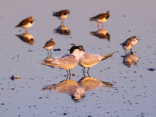 Forster's terns (Sterna forsteri) mating