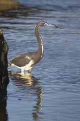  Little Blue Heron