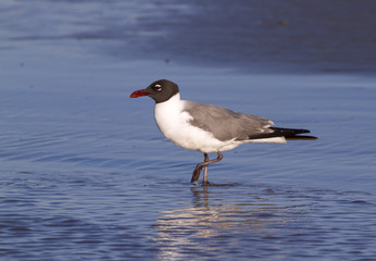 Laughing Gull walking in water