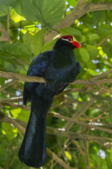 Violaceous Turaco