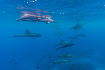 Fototapeta premium Pod of Dolphins