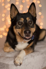 Shepherd dog at Christmas