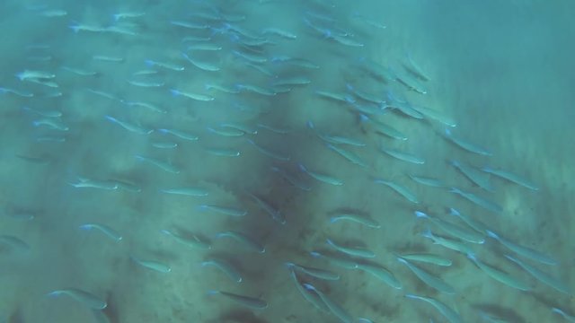 School of Mackerel swim over the sandy bottom, Red sea, Egypt
