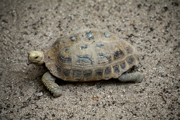 Obraz premium Yellow turtle or Elongated tortoise / One Turtles walking