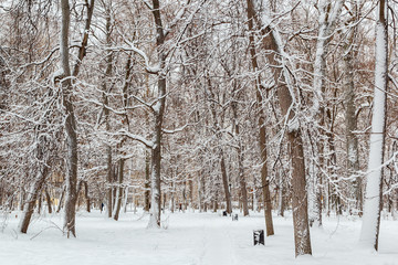 Fototapeta premium Trees in the snow