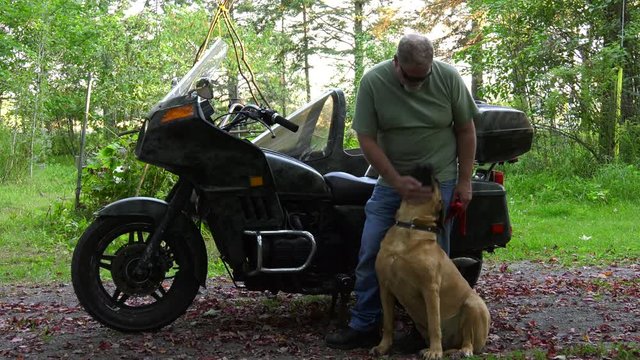mastiff dog sidecar rider and motorcycle owner getting pet in front of bike 4k