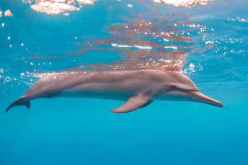 Swimming Dolphin