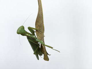 Closeup image of green mantis looking into camera on white background. Tropical insect