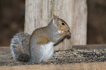 Naklejka na ściany i meble Gray Squirrel (Sciurus carolinensis) eating